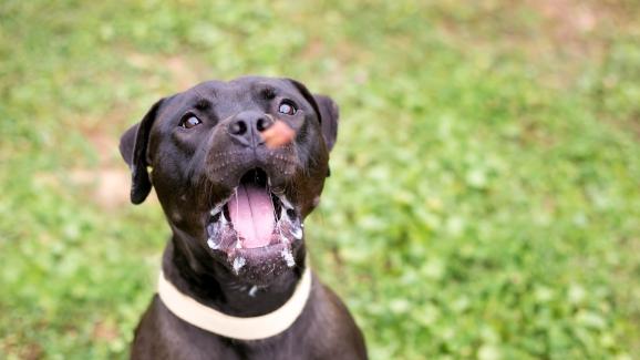 Кучето ви се лигави повече – за това си има причина!