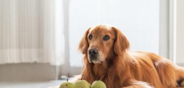 5 полезни за нас храни, които да споделим с кучето си