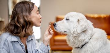 5 типа хранителни разстройства при кучетата