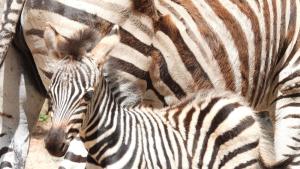 Зебра се роди в Зоологическата градина в София