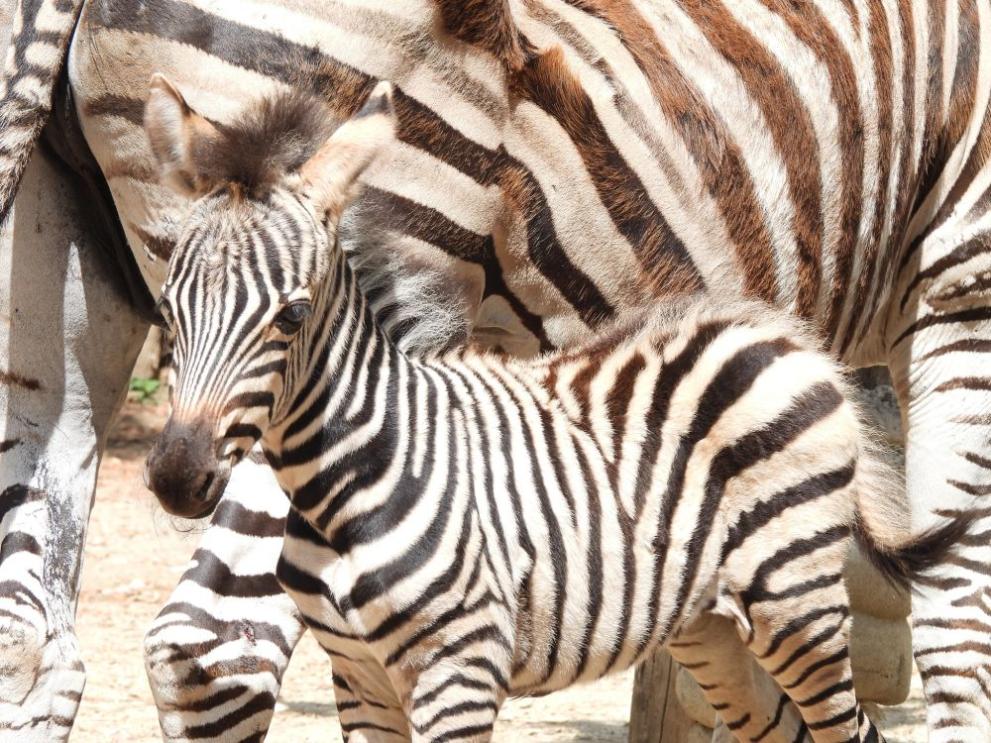 Софийският зоопарк разхлажда животните със сладоледени торти с плодове, вода