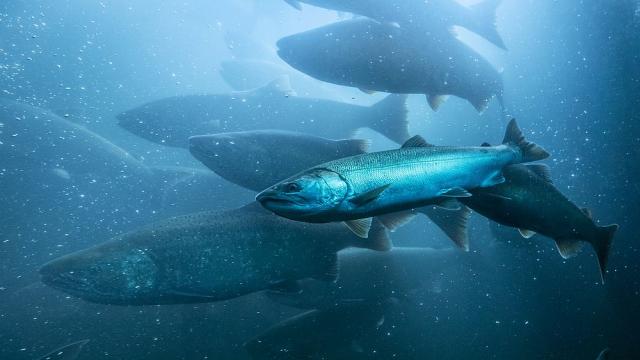 Учени откриха сърце на риба на 380 милиона години