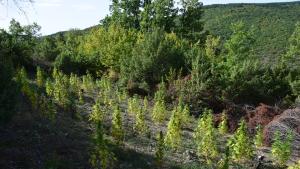 ​​97 растения канабис са изкоренени от полицейски служители в Кюстендил