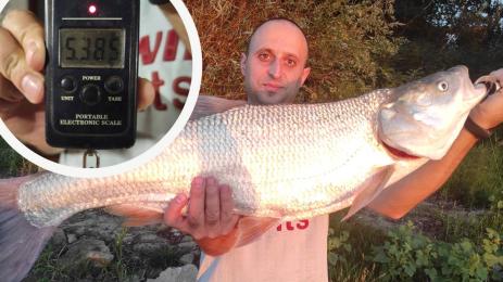 риба распер