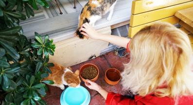 улична котка