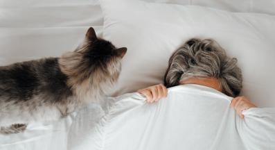 котка събужда стопанин