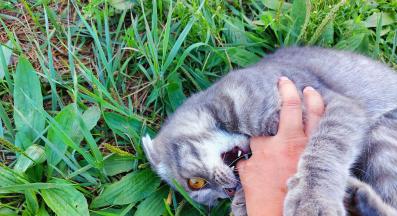 котка хапе човек