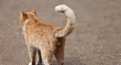 котешко дупе