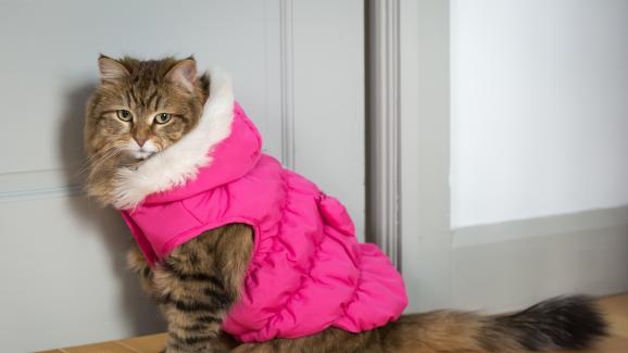 Трябва ли да обличаме котката в студено време