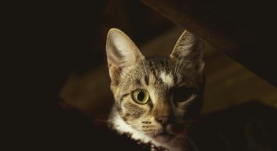 котка през нощта