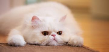 Брахицефални породи котки: какво трябва да знаете и как да се грижите за тях