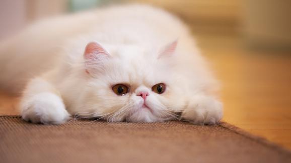 Брахицефални породи котки: какво трябва да знаете и как да се грижите за тях