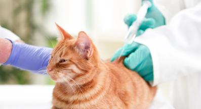 котка ветеринар