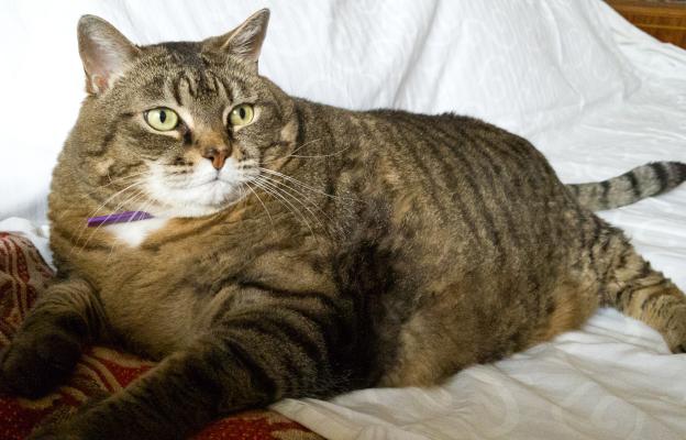 котка с наднормено тегло