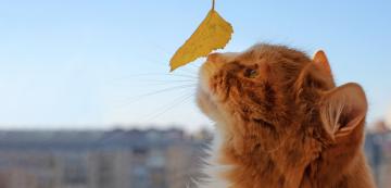 3 опасности, от които да предпазим котката тази есен