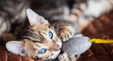 котка играчки