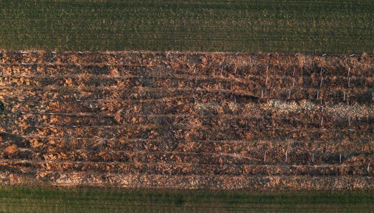 Лоз - СЛЕД БУРЯТА В БУРГАСКО: Тонове земеделска продукция беше унищожена