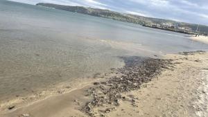 Отново мокри кърпички изхвърли морето на Южния плаж предава Припомняме