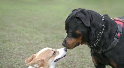 кучета парк