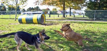 12 важни правила на етикет в кучешкия парк