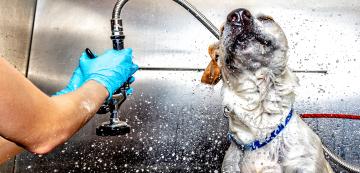 Колко често е добре да къпем кучето си