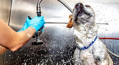 куче къпане