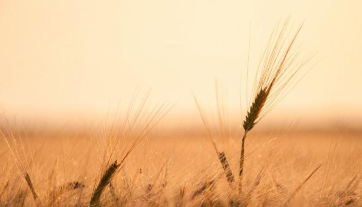 суша - Агро Телеграф: Европа записа най-жаркия август, сушата сложи фермерите на колене