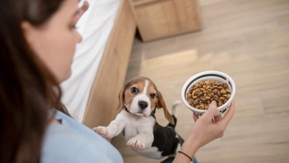 Могат ли хората да ядат кучешка храна?