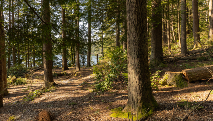 гори - Агро Телеграф: Старите гори спасяват лесовете