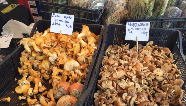 гъби - Агро Телеграф: Фамозната манатарка може да е пълна с кадмий