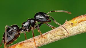 Според ново проучване на Земята има поне 20 квадрилиона мравки