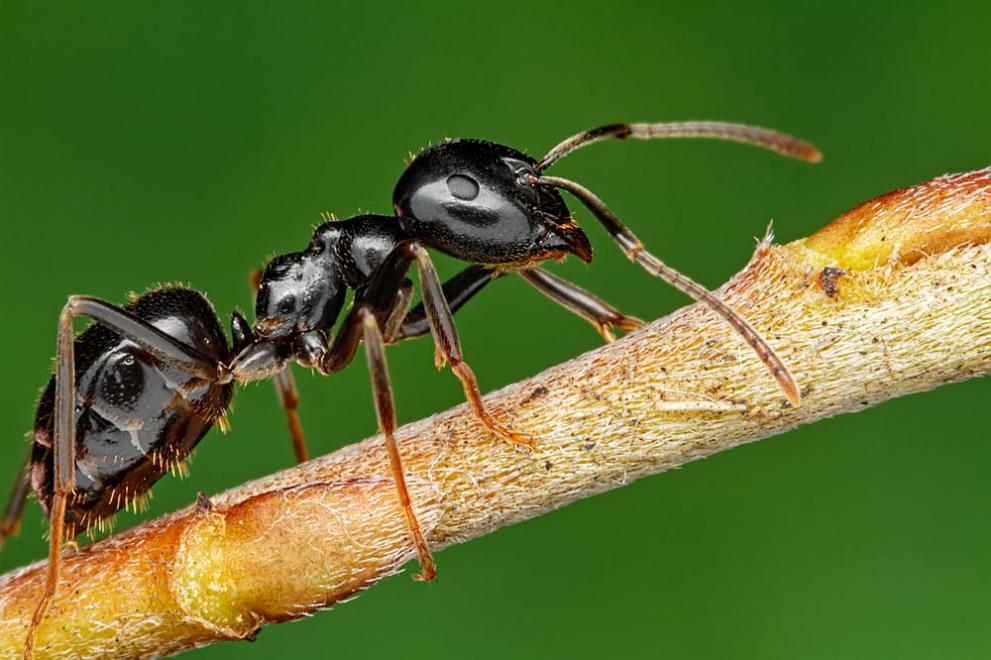 Според ново проучване на Земята има поне 20 квадрилиона мравки,
