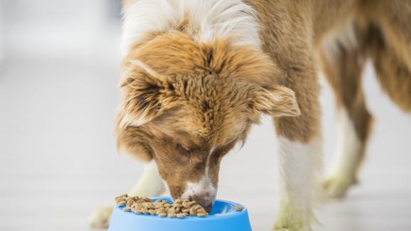 Как са съхраним сухата кучешка храна за по-дълго време