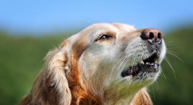 възрастно куче