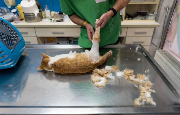 Подготовка на котка за операция
