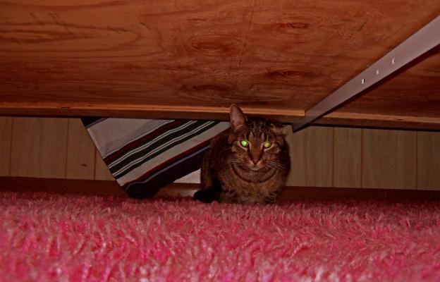 Котка под легло