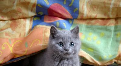 Котка под легло