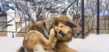 10 често срещани мита за бълхите при кучетата