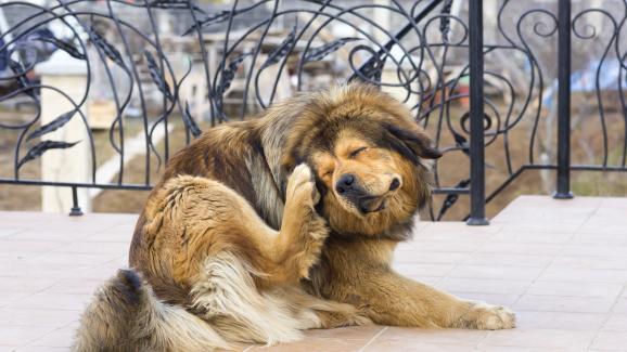 10 често срещани мита за бълхите при кучетата
