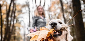 5 причини защо кучето ви няма търпение есента да дойде!