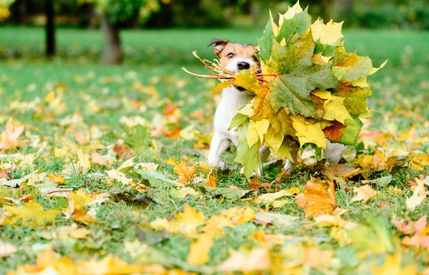 куче есен