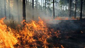 Голям горски пожар пламна в гориста местност в турския курортен