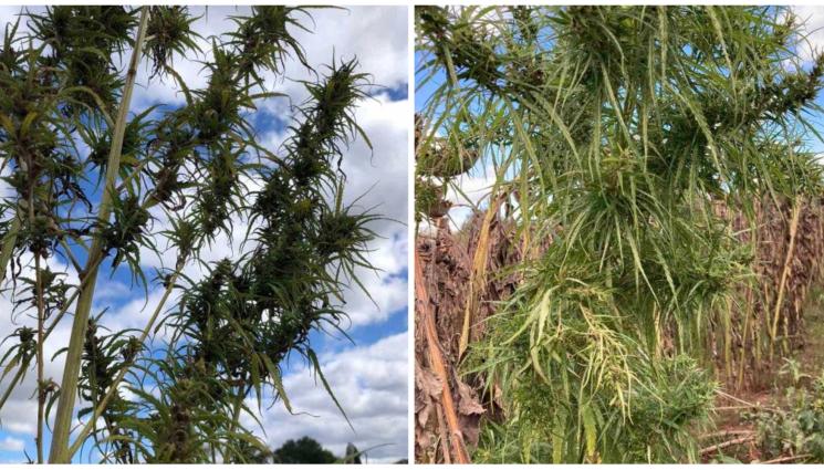 канабис - УДАР: Полицаи ожънаха над 1100 конопени растения