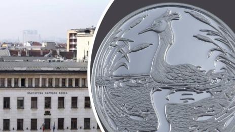 голям гмурец бнб