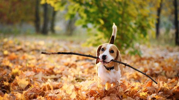 8 най-важни грижи за кучето ни през есента