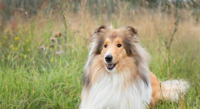 куче козина