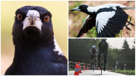 сврака свраки Австралия