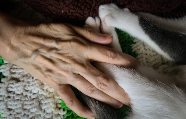 котка се гушка с човек
