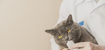 7 признака, че котката ви може да страда от диабет