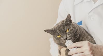 котка ветеринар